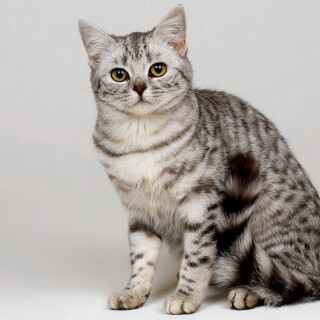 cats2_1460