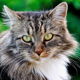 cats2_1462