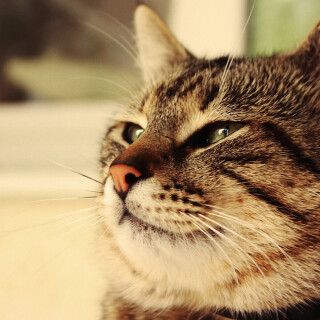 cats2_1463