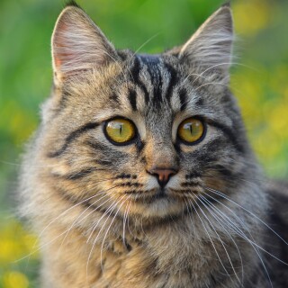 cats2_1464