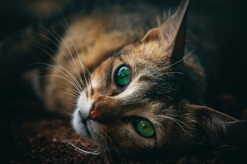 cats2_1466.jpg