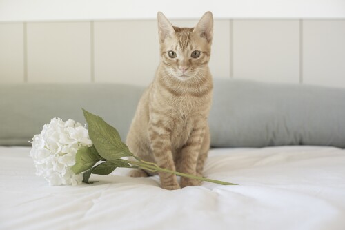 cats2_1469.jpg