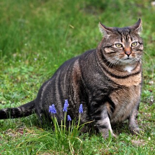 cats2_1472