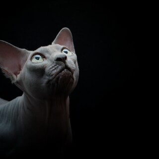 cats2_1476