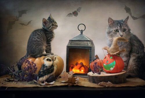 cats2_1484.jpg