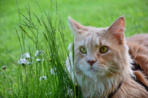 cats2_1486.jpg