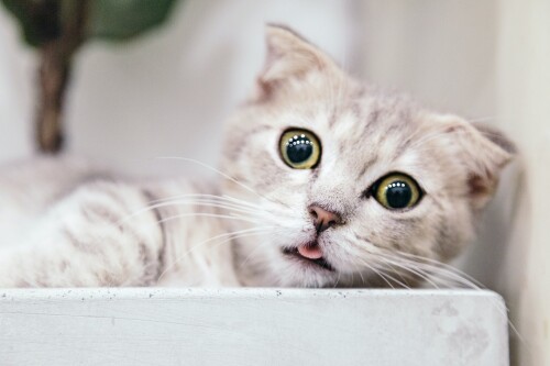 cats2_1491.jpg