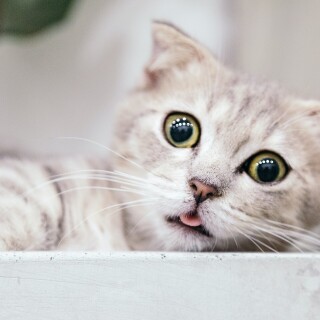 cats2_1491