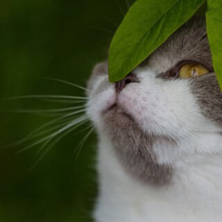 cats2_1498