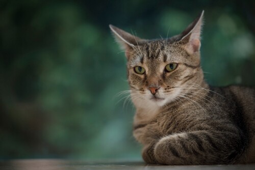 cats2_1499.jpg