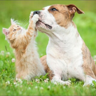 cats2_1500