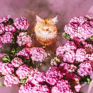 cats2_1501