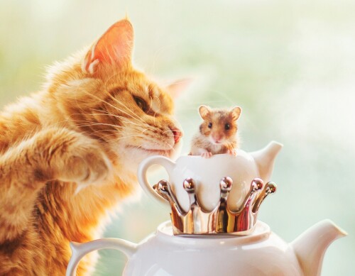 cats2_1503.jpg