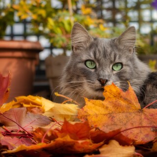 cats2_1506
