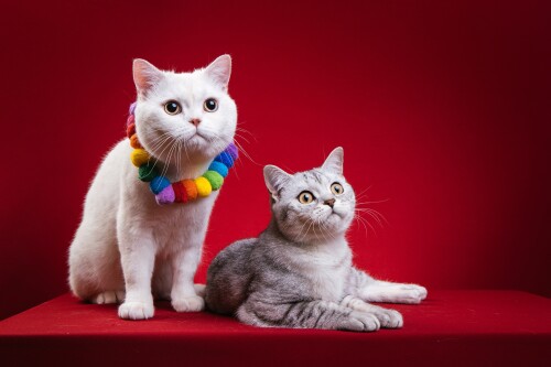 cats2_1508.jpg