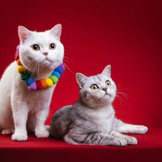 cats2_1508