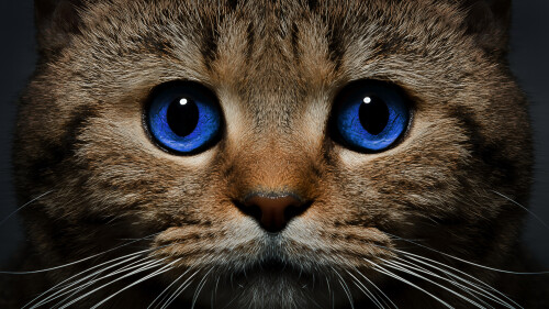 cats2_1512.jpg