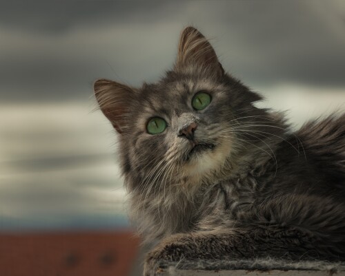 cats2_1516.jpg