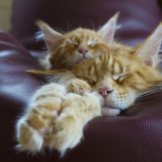 cats2_1532