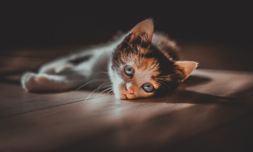 cats2_1536.jpg