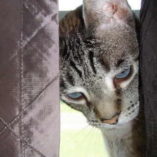 cats2_1546