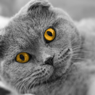 cats2_1547