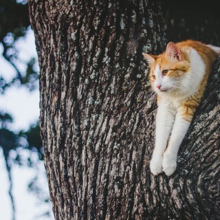 cats2_1548
