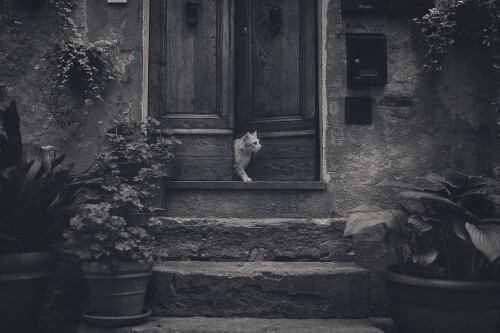 cats2_1550.jpg