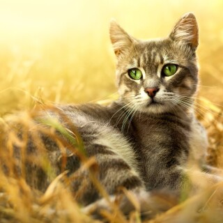 cats2_1551