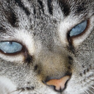 cats2_1555
