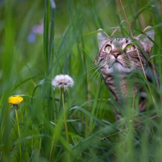 cats2_1558