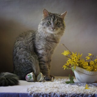 cats2_1561