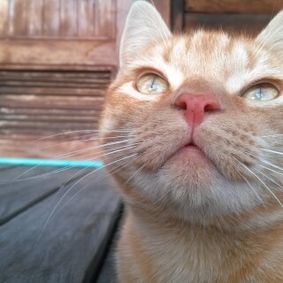 cats2_1572