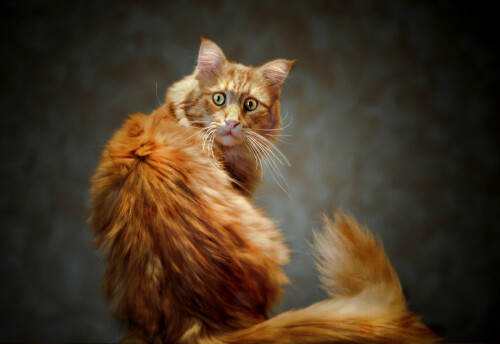 cats2_1576.jpg
