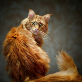 cats2_1576