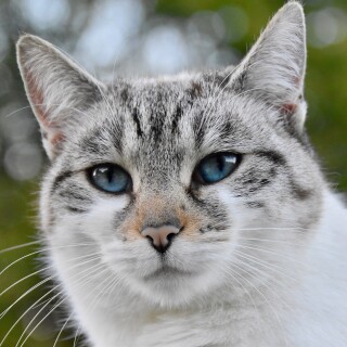 cats2_1580