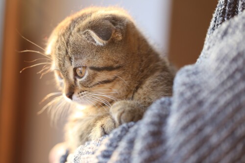 cats2_1581.jpg