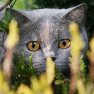 cats2_1588