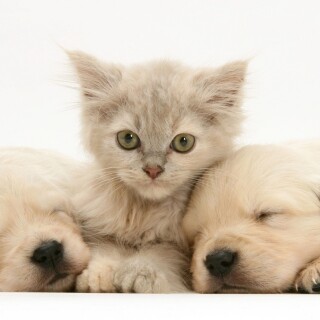 cats2_1591