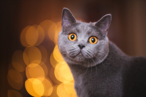 cats2_1595.jpg