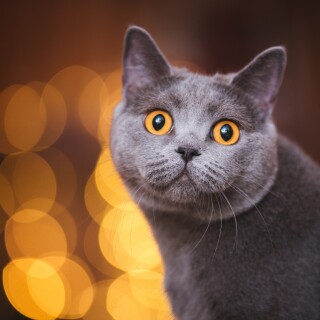 cats2_1595