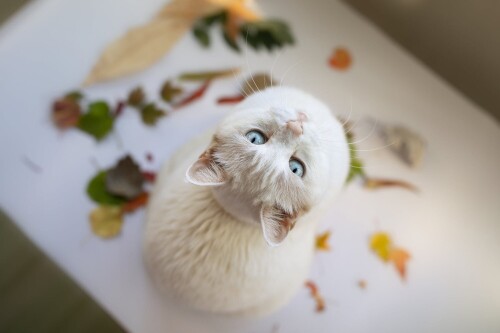 cats2_1598.jpg