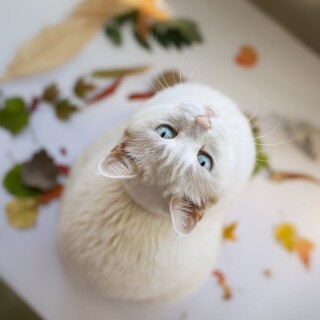 cats2_1598