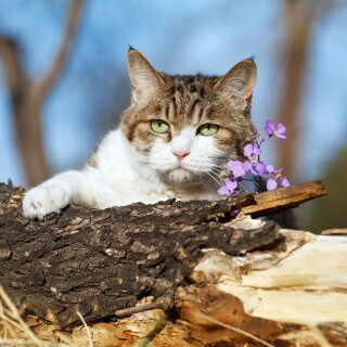 cats2_1605