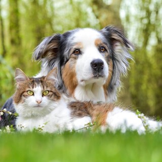 cats2_1622
