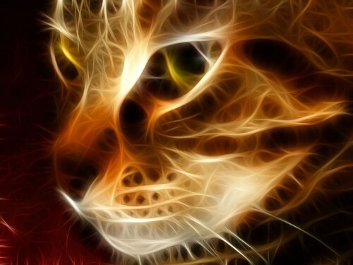 cats2_1626.jpg