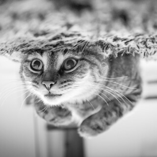 cats2_1628