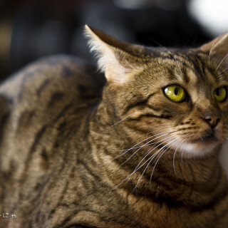 cats2_1640