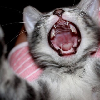 cats2_1646