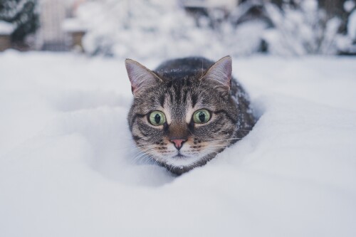 cats2_1669.jpg